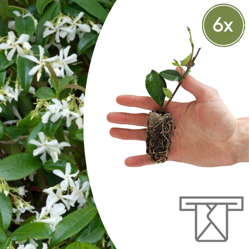 "Trachelospermum jasminoides – 6 Jungpflanzen | Pflanzen & Genießen Sie den Duft des Jasmins image"