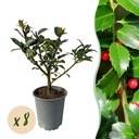 Heckenpflanzen - Ilex Blue maid - Blatt grün - 8 Pflanzen - 1 laufender Meter - immergrün - Topf 9cm Höhe 25-30cm