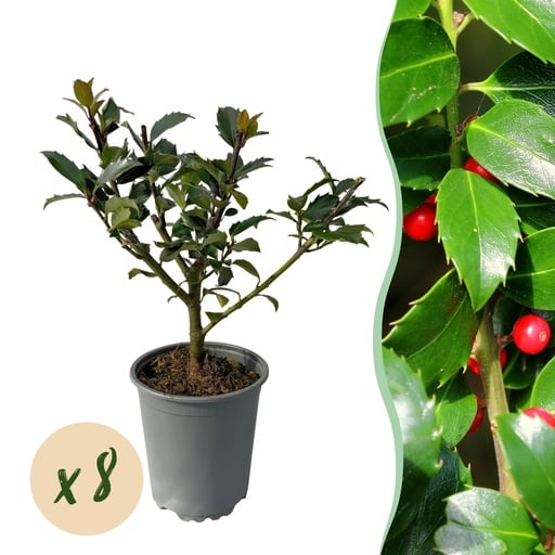 "Heckenpflanzen - Ilex Blue maid - Blatt grün - 8 Pflanzen - 1 laufender Meter - immergrün - Topf 9cm Höhe 25-30cm image"
