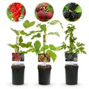 Obstpflanzenmix - Rote Johannisbeere, Rote Himbeere, Schwarze Brombeere - 3 Pflanzen - Topf 11cm Höhe 40cm