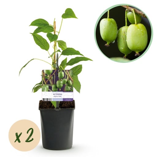 "Obstpflanze - Kiwi - Actinidia arguta Issai - Grüne Frucht - 2 Pflanzen - Topf 11cm Höhe 40cm image"
