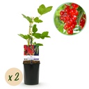 Obstpflanze - Johannisbeere - Ribes rubrum Jonkheer van Tets - Rote Johannisbeere - 2 Pflanzen - Topf 11cm Höhe 40cm