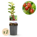 Obstpflanze - Stachelbeere - Ribes uva-crispa Hinnomäki Röd - Rote Beere - 2 Pflanzen - Topf 11cm Höhe 40cm