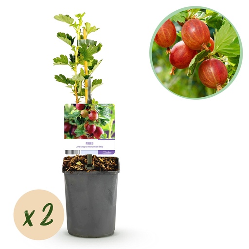 "Obstpflanze - Stachelbeere - Ribes uva-crispa Hinnomäki Röd - Rote Beere - 2 Pflanzen - Topf 11cm Höhe 40cm image"
