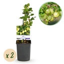Obstpflanze - Stachelbeere - Ribes uva-crispa Invicta - Grune Beere - 2 Pflanzen - Topf 11cm Höhe 40cm