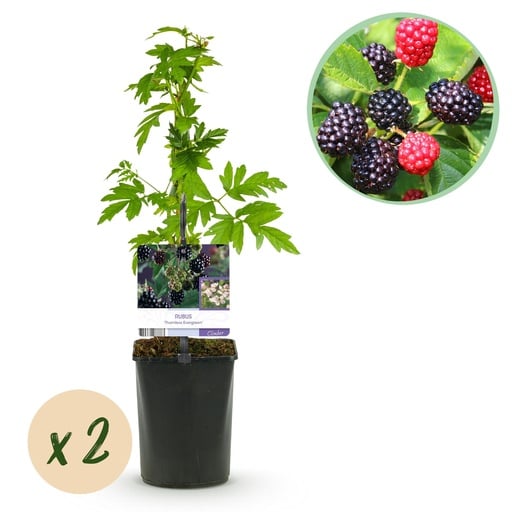 "Obstpflanze - Brombeere - Rubus Thornfree Evergreen - Schwarze Brombeere - Dornlos - 2 Pflanzen - Topf 11cm Höhe 40cm image"
