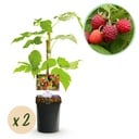 Obstpflanze - Himbeere - Rubus idaeus Autumn Bliss - Rote Himbeere - 2 Pflanzen - Topf 11cm Höhe 40cm