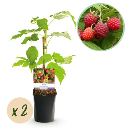 "Obstpflanze - Himbeere - Rubus idaeus Autumn Bliss - Rote Himbeere - 2 Pflanzen - Topf 11cm Höhe 40cm image"