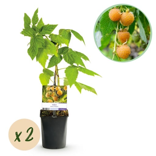 "Obstpflanze - Himbeere - Rubus idaeus Fallgold - Gelbe Himbeere - 2 Pflanzen - Topf 11cm Höhe 40cm image"