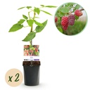 Obstpflanze - Taybeere - Rubus Tayberry - Rote Frucht - 2 Pflanzen - Topf 11cm Höhe 40cm