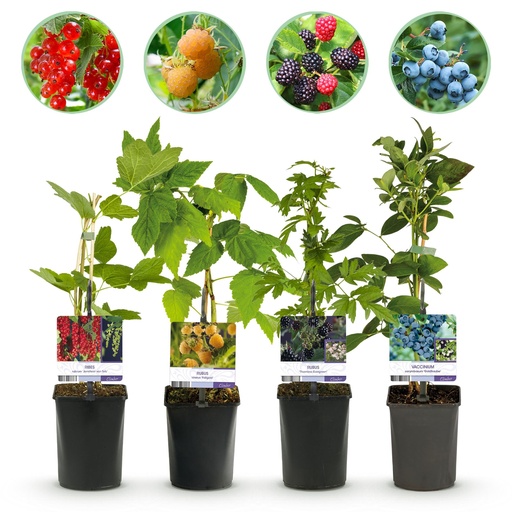 "Obstpflanzen-Mix (Obstpflanzenmix) – winterharte Obstpflanzen-Mischung, Höhe ca. 11 cm image"