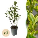 8x Ligustrum ovalifolium Aureum - Buntblättriger Liguster - Heckenpflanzen - Immergrün - Bunt - Topf 9cm - Höhe 35-45cm