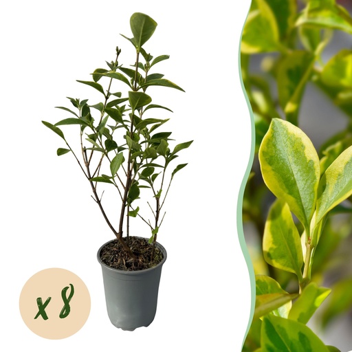 "Goldliguster 8er-Set (Ligustrum ovalifolium) – winterharter Strauch, Höhe ca. 9 cm image"