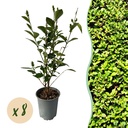 8x Ligustrum ovalifolium - Gewöhnlicher Liguster - Heckenpflanzen - Immergrün - Grün - Topf 9cm - Höhe 35-45cm