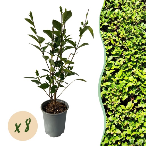 "8x Ligustrum ovalifolium - Gewöhnlicher Liguster - Heckenpflanzen - Immergrün - Grün - Topf 9cm - Höhe 35-45cm image"