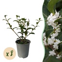 Heckenpflanzen - Osmanthus burkwoodii - Blatt grün - 8 Pflanzen - 1 laufender Meter - immergrün - Topf 9cm - Höhe 25-30cm