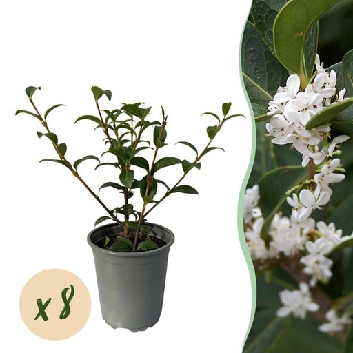 "Heckenpflanzen - Osmanthus burkwoodii - Blatt grün - 8 Pflanzen - 1 laufender Meter - immergrün - Topf 9cm - Höhe 25-30cm image"
