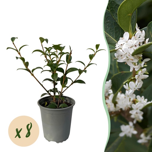 "Frühlingsduftblüte (Osmanthus burkwoodii) – winterharter Zierstrauch, Höhe ca. 9 cm image"