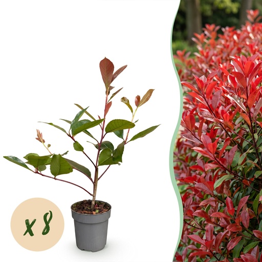 "8x Photinia fraseri Red Robin - Glanzmispel - Heckenpflanzen - Immergrün - Rot - Topf 9cm - Höhe 25-35cm image"