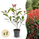 8x Photinia fraseri Carre Rouge - Glanzmispel - Heckenpflanzen - Immergrün - Rot - Topf 9cm - Höhe 25-35cm