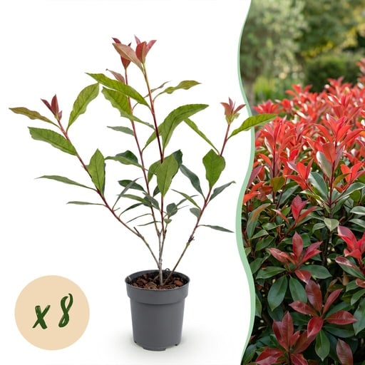 "8x Photinia fraseri Carre Rouge - Glanzmispel - Heckenpflanzen - Immergrün - Rot - Topf 9cm - Höhe 25-35cm image"