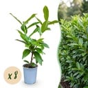 8x Prunus laur. Novita - Lorbeer-Kirsche - Heckenpflanzen - Immergrün - Grün - Topf 9cm - Höhe 25-35cm