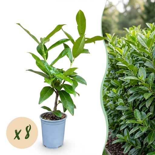 "Kirschlorbeer 8er-Set (Prunus laurocerasus) – winterharter, immergrüner Strauch, Höhe ca. 9 cm image"