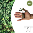 Hedera 'Green Ripple' – 6 Jungpflanzen | Pflanzen & Genießen Sie den Grünen Efeu