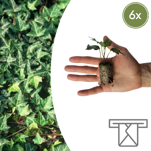 "Hedera 'Green Ripple' – 6 Jungpflanzen | Pflanzen & Genießen Sie den Grünen Efeu image"