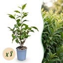 8x Prunus lusitanica Angustifolia – Portugiesischer Lorbeer – Heckenpflanzen – Immergrün – Grün – Topf 9cm – Höhe 25-35cm