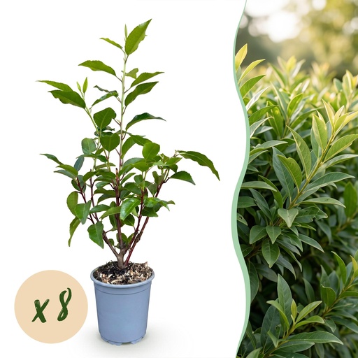 "8x Prunus lusitanica Angustifolia – Portugiesischer Lorbeer – Heckenpflanzen – Immergrün – Grün – Topf 9cm – Höhe 25-35cm image"