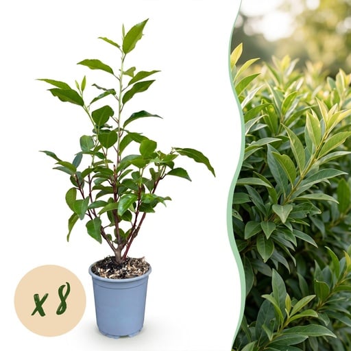 "8x Prunus lusitanica Angustifolia – Portugiesischer Lorbeer – Heckenpflanzen – Immergrün – Grün – Topf 9cm – Höhe 25-35cm image"