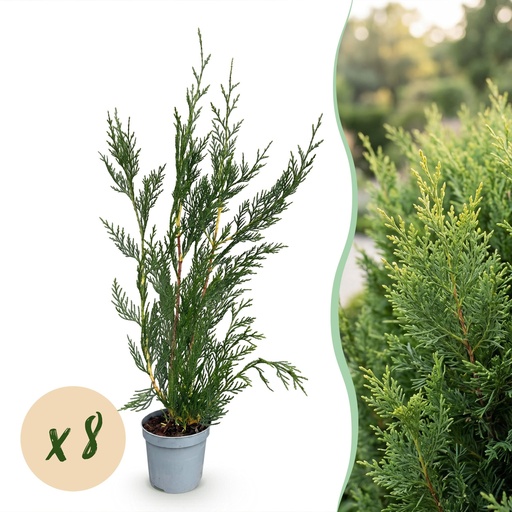"8x Cupressocyparis leylandii 2011 – Leylandii – Heckenpflanzen – Immergrün – Grün – Topf 9cm – Höhe 30-40cm image"
