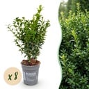 8x Buxus sempervirens – Palmenbäumchen – Heckenpflanzen – Immergrün – Grün – Topf 9cm – Höhe 20-25cm