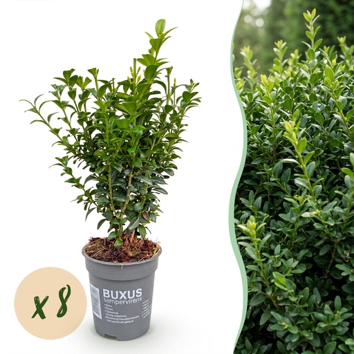 "8x Buxus sempervirens – Palmenbäumchen – Heckenpflanzen – Immergrün – Grün – Topf 9cm – Höhe 20-25cm image"