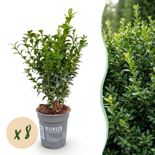 "8x Buxus sempervirens – Palmenbäumchen – Heckenpflanzen – Immergrün – Grün – Topf 9cm – Höhe 20-25cm image"