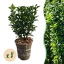 8x Euonymus japonica Green Spire – Pfaffenhütchen – Heckenpflanzen – Immergrün – Grün – Topf 9cm – Höhe 20-25cm