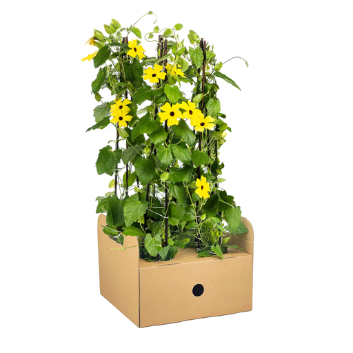 "4x Thunbergia alata Sunny Susy Yellow Ø13 cm - ↕60 cm image"