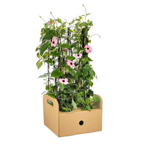 "4x Thunbergia alata Sunny Susy Rose Sensation Ø13 cm - ↕60 cm image"