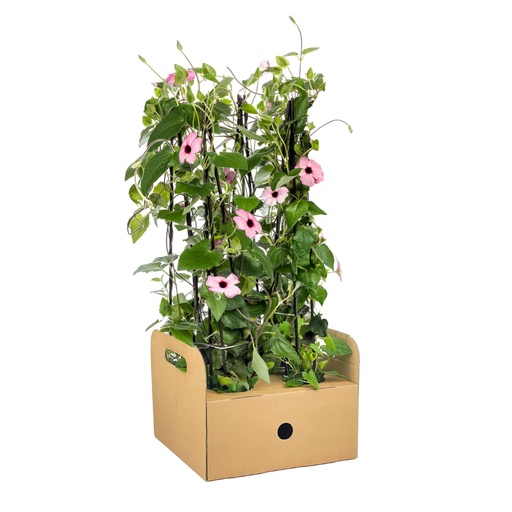 "Schwarze Susanne 4er-Set (Thunbergia alata) – winterharte Kletterpflanze, Topf-Ø 13 cm, Höhe ca. 60 cm image"