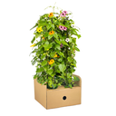 4x Thunbergia alata Sunny Susy Mix Ø13 cm - ↕60 cm