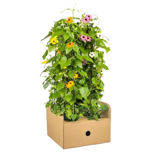 "Schwarzäugige Susanne 4er-Set (Thunbergia alata) – sommerblühende Kletterpflanze, Topf-Ø 13 cm, Höhe ca. 60 cm image"