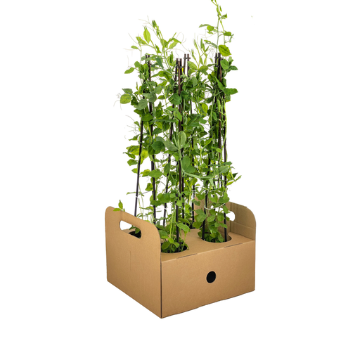 "4x Lathyrus odoratus Ø13 cm - ↕60 cm image"