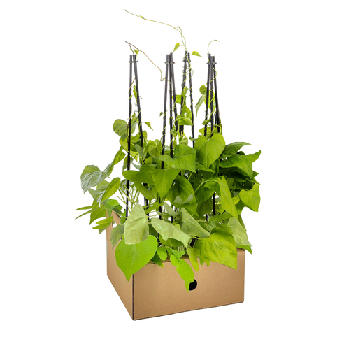 "4x Ipomoea tricolor Heavenly Blue Ø13 cm - ↕60 cm image"
