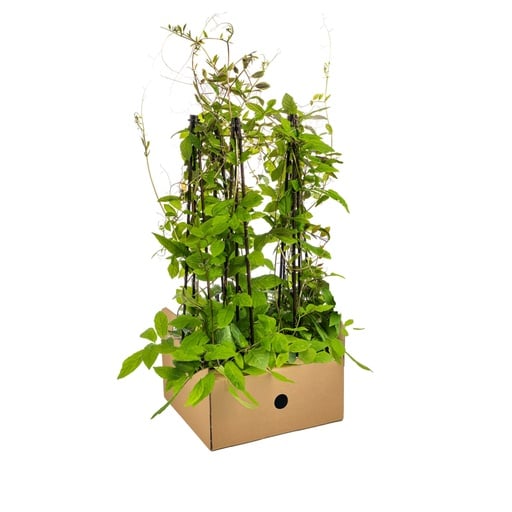 "Glockenrebe 4er-Set (Cobaea scandens) – winterharte Kletterpflanze, Topf-Ø 13 cm, Höhe ca. 60 cm image"