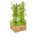 4x Mix aus Kletterpflanzen: Rhodochiton, Cobea, Lathyrus & Ipomoea Ø13 cm - ↕60 cm