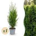 8x Thuja occidentalis Smaragd - Lebensbaum - Heckenpflanzen - Immergrün - Grün - Topf 9 cm - Höhe 20-30 cm