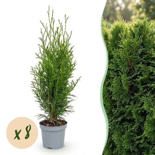 "8x Thuja occidentalis Smaragd - Lebensbaum - Heckenpflanzen - Immergrün - Grün - Topf 9 cm - Höhe 20-30 cm image"