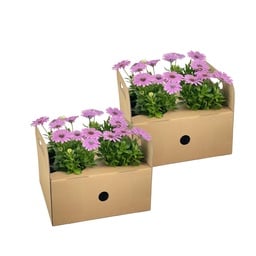Kapkörbchen 8er-Set (Osteospermum ecklonis) – sommerblühende Beetpflanze, Topf-Ø