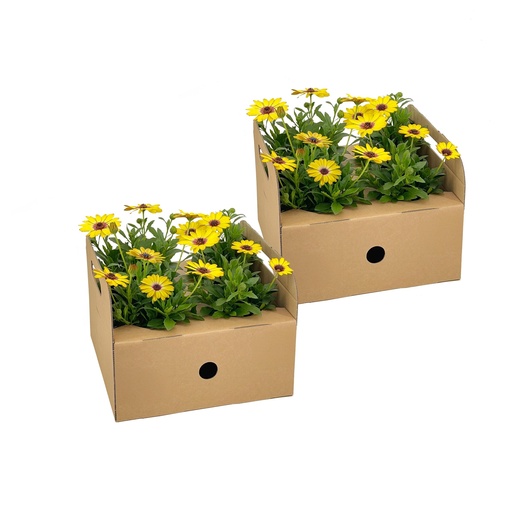 "8x Osteospermum ecklonis Gelb Ø12 cm - ↕20 cm image"